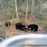 Black Bear Island Lodge bait site