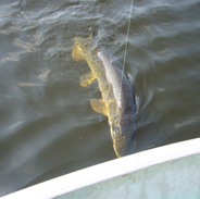 Northern Pike from Black Bear Island Lodge